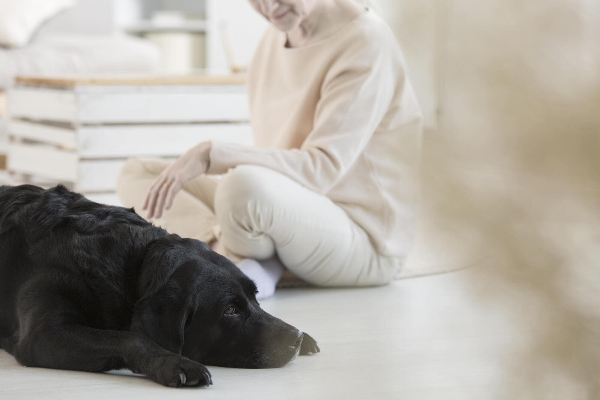 HOA Pet Policies: The Importance of Accommodating Support Animals